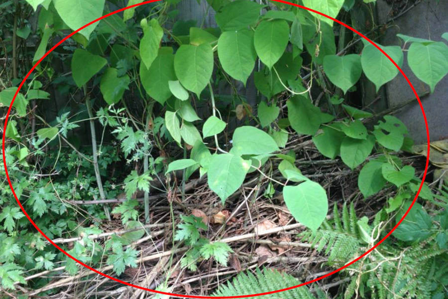 Japanese knotweed? Steps to take before selling your home
